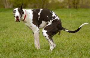 6a00d8341ca50853ef013485f1bd16970c-320wi